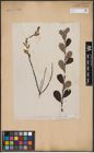 Foto von Salix aurita L.